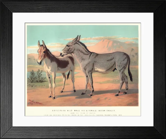 Framed Print : Abyssinian Wild Ass and Indian Onager Framed Print : Abyssinian Wild Ass and Indian Onager