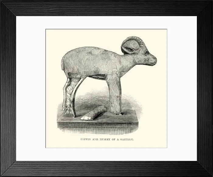 Framed Print : Ancient Egyptian Artefacts - Mummy of a gazelle