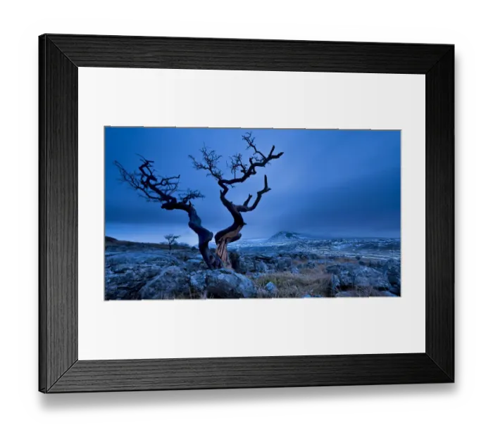 Framed Print : Twisted tree with Ingleborough fell, Twistleton Scar. Yorkshire Dales. UK