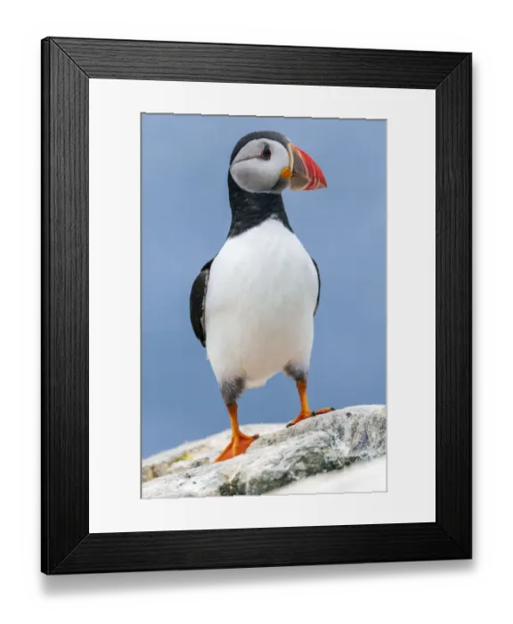 Framed Print : Wild Puffin with attitude, Farne Islands, UK Framed Print : Wild Puffin with attitude, Farne Islands, UK
