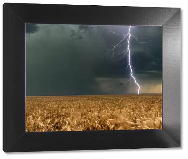 Lightning Bolt with a Hail Core and wheat crops, Colorado, USA
