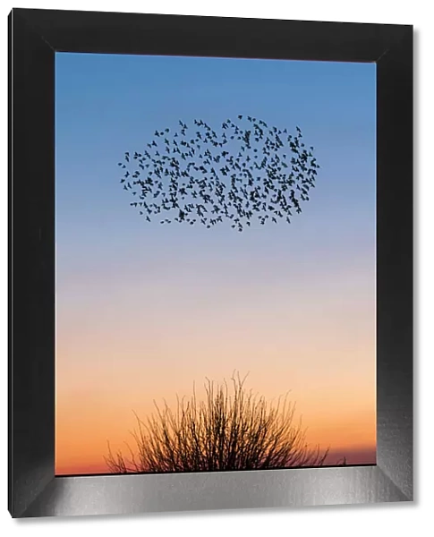 Starling murmurations over a Kent sunset sky, UK