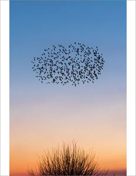 Starling murmurations over a Kent sunset sky, UK