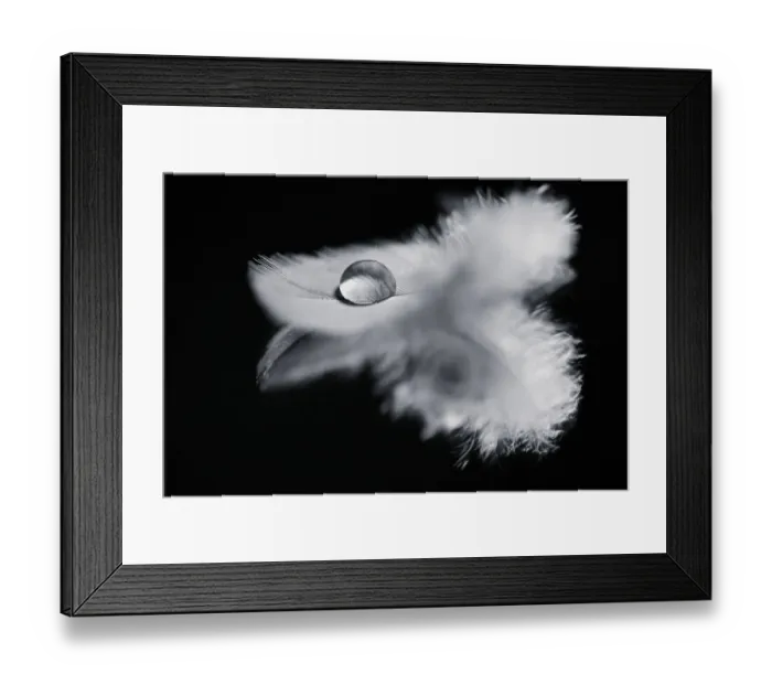 Framed Print : Monochrome Photograph of Bird Feather with Water Droplet on Framed Print : Monochrome Photograph of Bird Feather with Water Droplet on