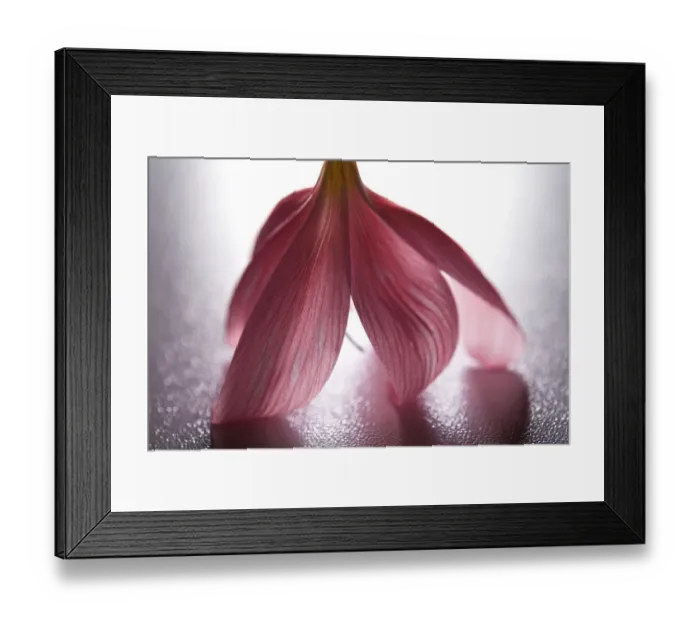 Framed Print : Pink Flower Still Life Framed Print : Pink Flower Still Life