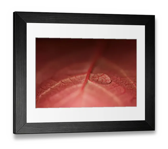 Framed Print : Red Leaf with Water Droplets Framed Print : Red Leaf with Water Droplets