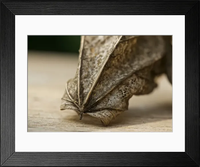 Framed Print : Decaying Leaf Macro Framed Print : Decaying Leaf Macro