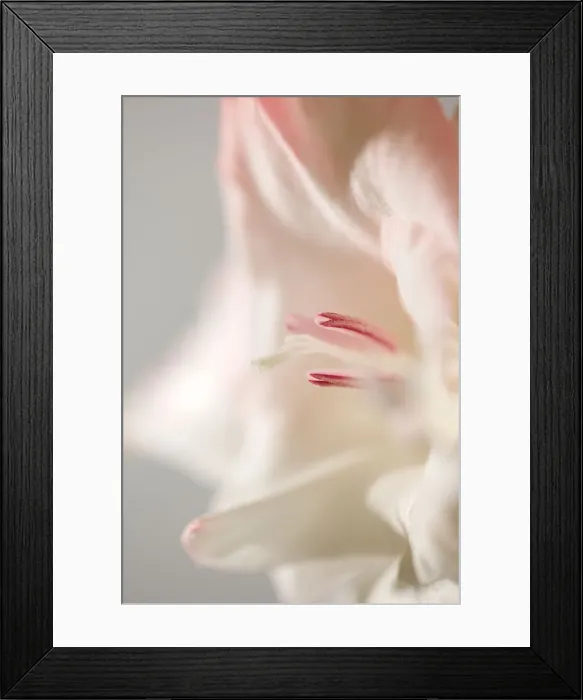 Framed Print : Gladiolus Macro Framed Print : Gladiolus Macro