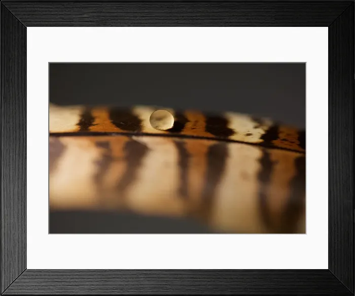 Framed Print : Multicoloured Bird Feather with Water Droplets on Framed Print : Multicoloured Bird Feather with Water Droplets on
