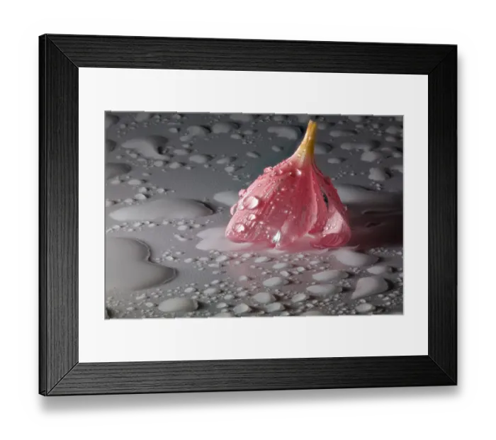 Framed Print : Pink Flower Still Life with Droplets Framed Print : Pink Flower Still Life with Droplets