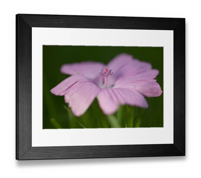 Framed Print : Pink Geranium Lying on Grass Framed Print : Pink Geranium Lying on Grass