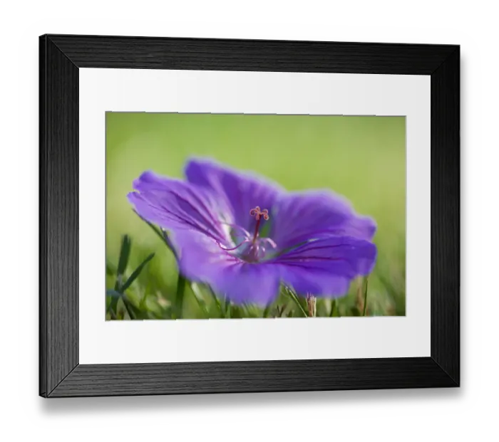 Framed Print : Blue and Purple Geranium Lying on Grass Framed Print : Blue and Purple Geranium Lying on Grass