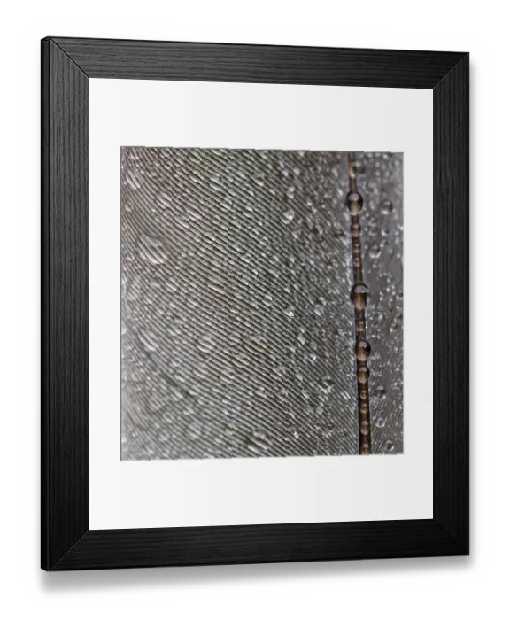 Framed Print : Bird Feather with Water Droplets on Framed Print : Bird Feather with Water Droplets on