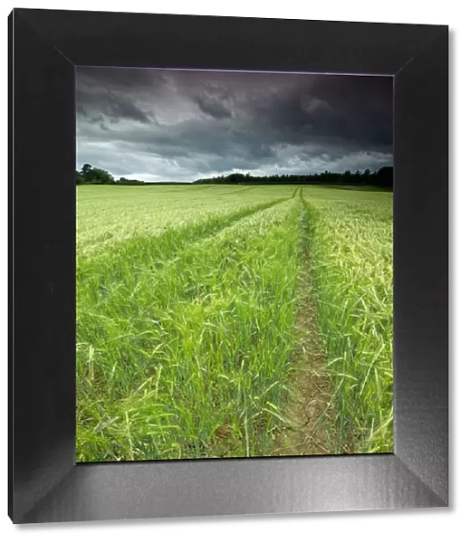 Stunning Barley field Field in Summer with Stormy Sky