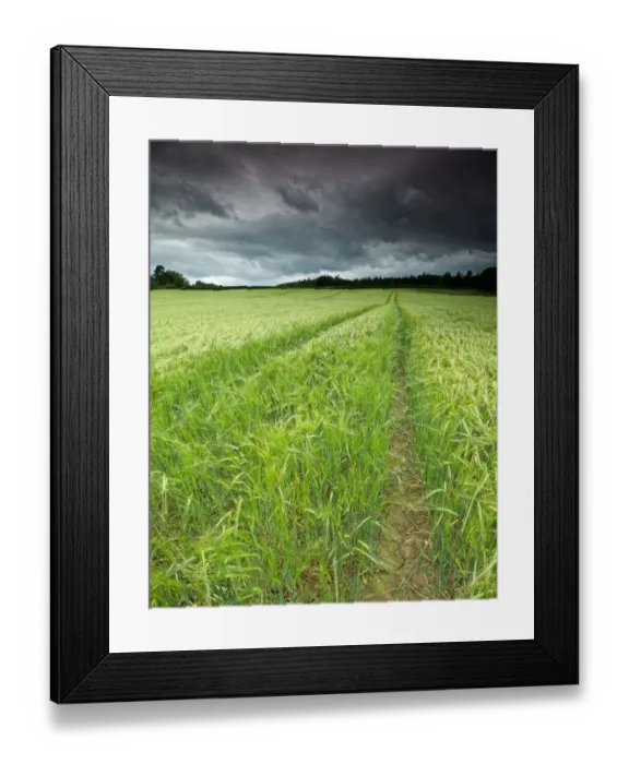 Framed Print : Stunning Barley field Field in Summer with Stormy Sky Framed Print : Stunning Barley field Field in Summer with Stormy Sky