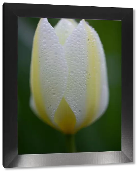 Close up of Yellow Spring Tulip with Rain Droplets