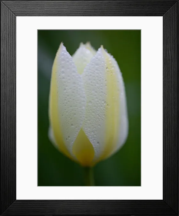Framed Print : Close up of Yellow Spring Tulip with Rain Droplets Framed Print : Close up of Yellow Spring Tulip with Rain Droplets
