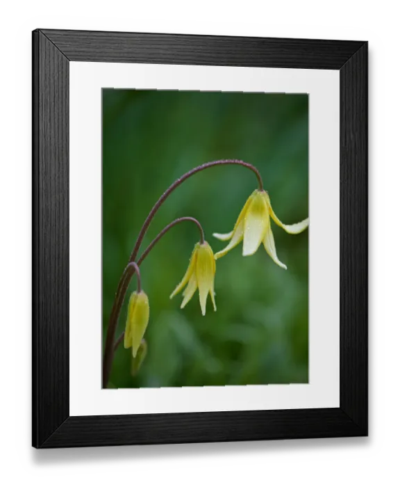 Framed Print : Close up of Yellow Spring Flower with Rain Droplets Framed Print : Close up of Yellow Spring Flower with Rain Droplets