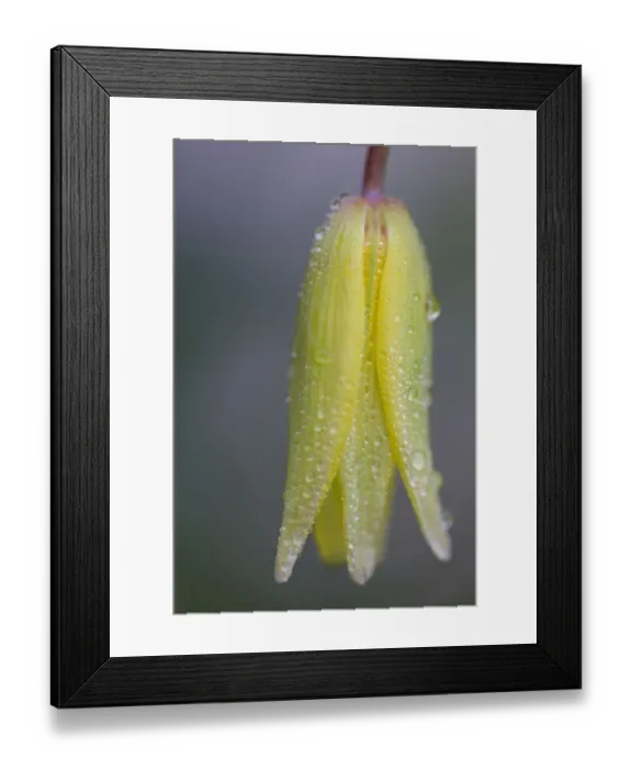Framed Print : Close up of Yellow Spring Flower with Rain Droplets Framed Print : Close up of Yellow Spring Flower with Rain Droplets