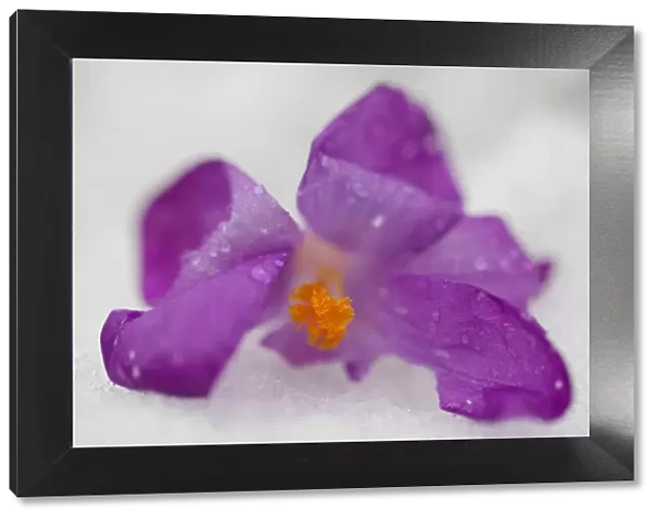Purple Crocus Flowers in Snow