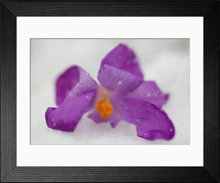 Framed Print : Purple Crocus Flowers in Snow Framed Print : Purple Crocus Flowers in Snow