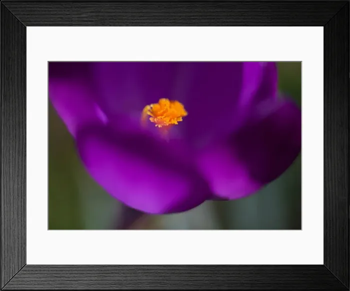 Framed Print : Purple Crocus Framed Print : Purple Crocus