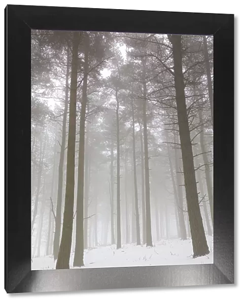 Woodland in Winter with Mist