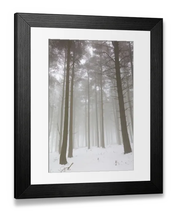 Framed Print : Woodland in Winter with Mist Framed Print : Woodland in Winter with Mist