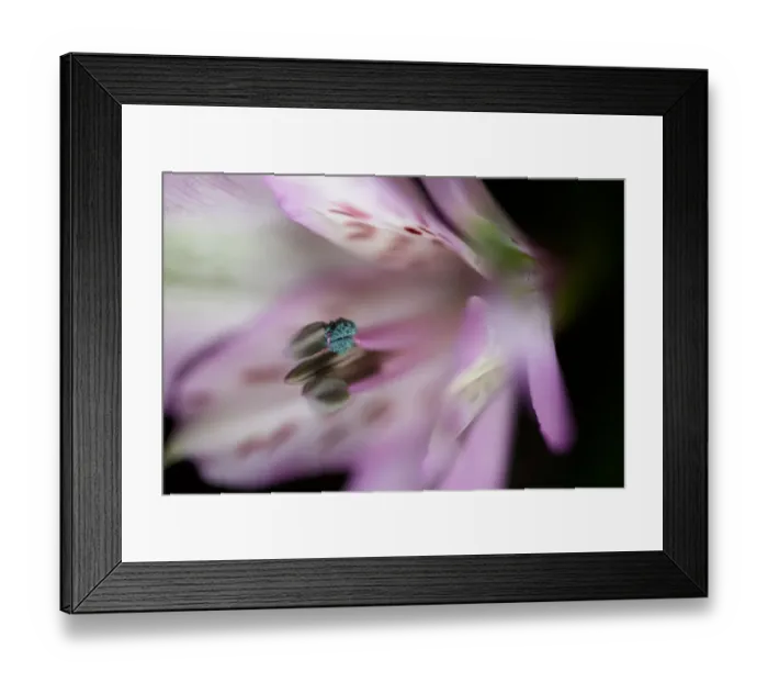 Framed Print : Extreme Close up of Pink and White Alstroemeria Flower Framed Print : Extreme Close up of Pink and White Alstroemeria Flower