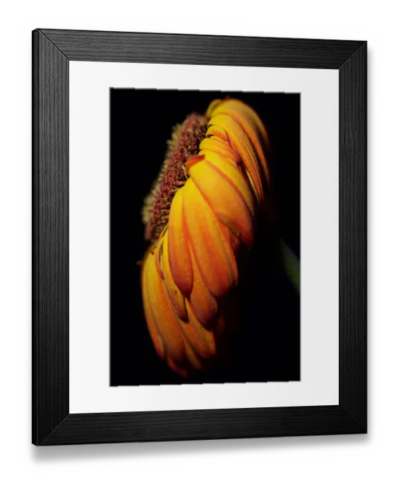 Framed Print : Close up of Orange and Yellow Flower Head Framed Print : Close up of Orange and Yellow Flower Head