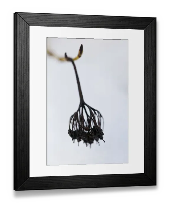 Framed Print : Dogwood Winter Flowerhead in Snow