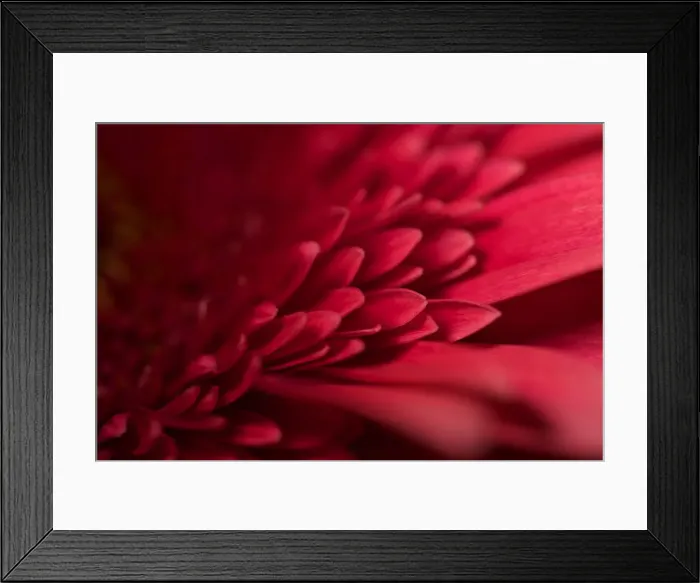 Framed Print : Red Flower Still Life Framed Print : Red Flower Still Life