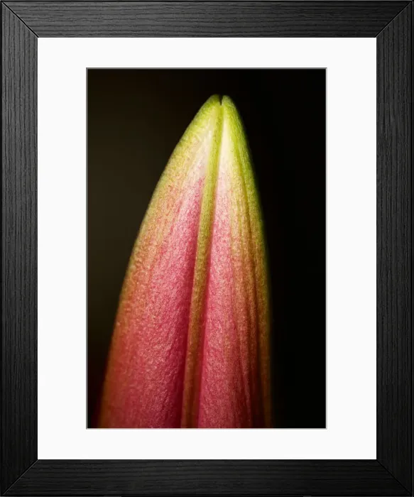 Framed Print : Unopened Pink Flower Still Life Framed Print : Unopened Pink Flower Still Life