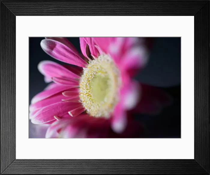 Framed Print : Pink Flower Still Life Framed Print : Pink Flower Still Life