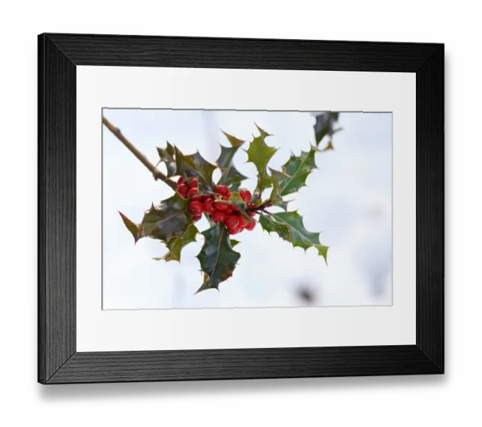 Framed Print : Holly with Berries Framed Print : Holly with Berries