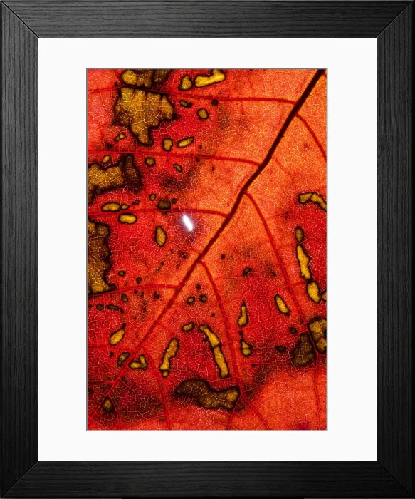 Framed Print : Back Lit Leaf at High Resolution Showing Extreme Detail Framed Print : Back Lit Leaf at High Resolution Showing Extreme Detail