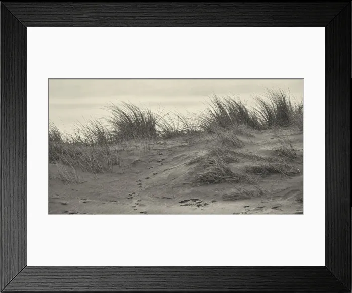 Framed Print : Marram Grass on the Northumberland Coastline Framed Print : Marram Grass on the Northumberland Coastline