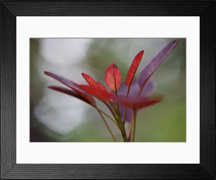 Framed Print : Red Leaves at High Resolution Showing Extreme Detail Framed Print : Red Leaves at High Resolution Showing Extreme Detail