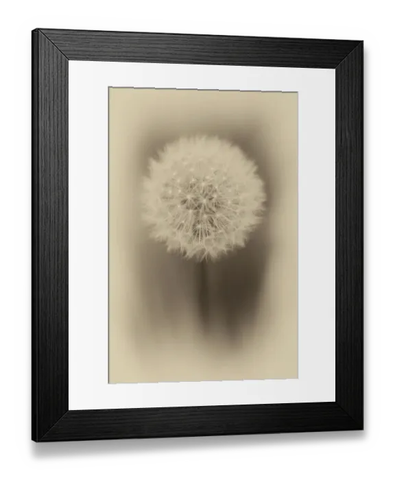 Framed Print : Close up of Dandelion