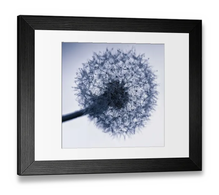 Framed Print : Close up Back Lit Photograph of Dandelion Seed Head with Water Droplets Framed Print : Close up Back Lit Photograph of Dandelion Seed Head with Water Droplets