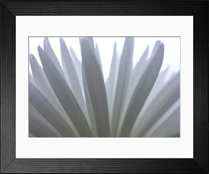 Framed Print : White Flower Close Up Still Life Framed Print : White Flower Close Up Still Life