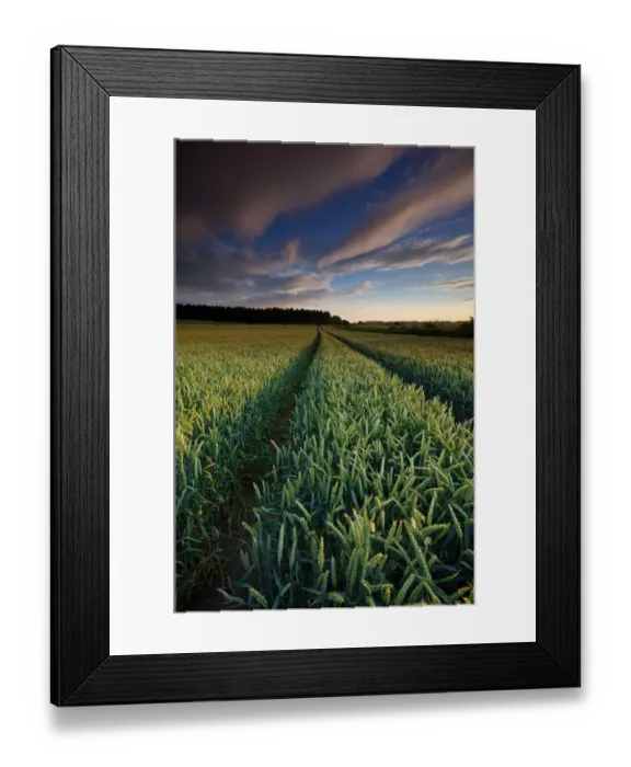 Framed Print : Stunning Wheat field Field in Summer at Sunset Framed Print : Stunning Wheat field Field in Summer at Sunset