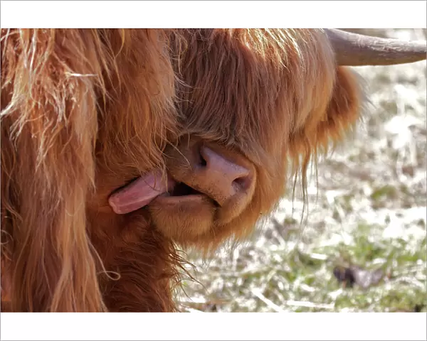 Highland Cow with Tongue Out