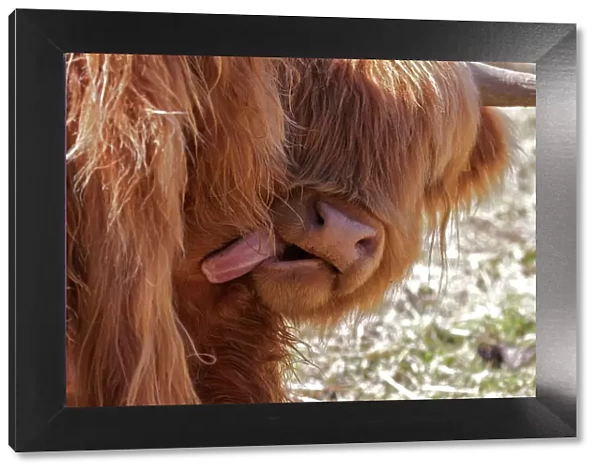Highland Cow with Tongue Out