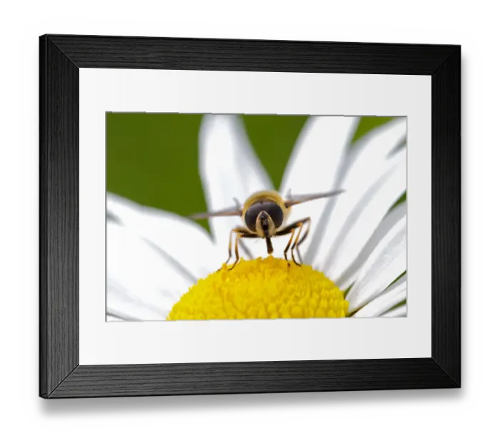 Framed Print : Hoverfly About to Extract Framed Print : Hoverfly About to Extract