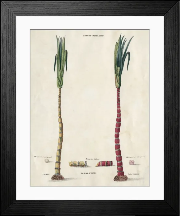 Framed Print : Nature Displayed Framed Print : Nature Displayed