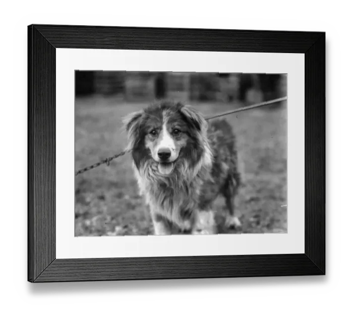 Framed Print : Dog Chosen For Sir Ernest Shackletons Trans-Antarctic Expedition