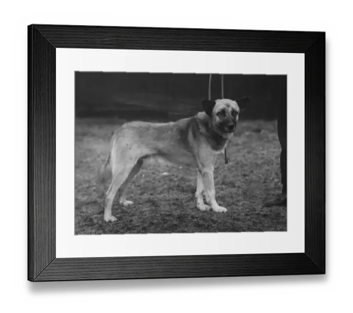 Framed Print : Dog Chosen For Sir Ernest Shackletons Trans-Antarctic Expedition Framed Print : Dog Chosen For Sir Ernest Shackletons Trans-Antarctic Expedition