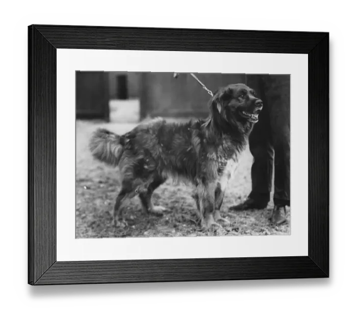 Framed Print : Arctic dog, Called Colonel, chosen to take part in Sir Ernest Shackletons expedition Framed Print : Arctic dog, Called Colonel, chosen to take part in Sir Ernest Shackletons expedition
