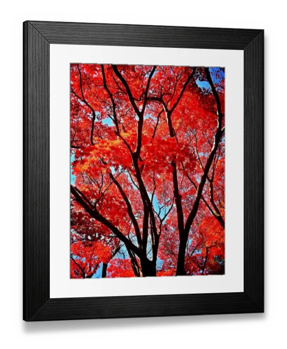 Framed Print : Picturing Autumn Framed Print : Picturing Autumn